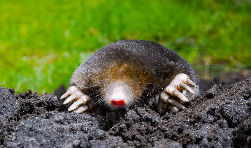 MOLE REMOVAL/TRAPPING